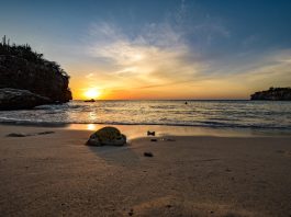Snorkelen op Curaçao: de 7 mooiste plekken met tropische vissen & schildpadden Curacao stranden