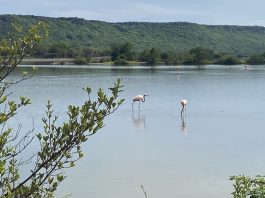 Flamingo’s op Curaçao: Waar vind je deze roze schoonheden?