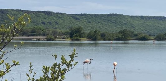 Flamingo’s op Curaçao: Waar vind je deze roze schoonheden?