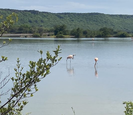 Flamingo’s op Curaçao: Waar vind je deze roze schoonheden?