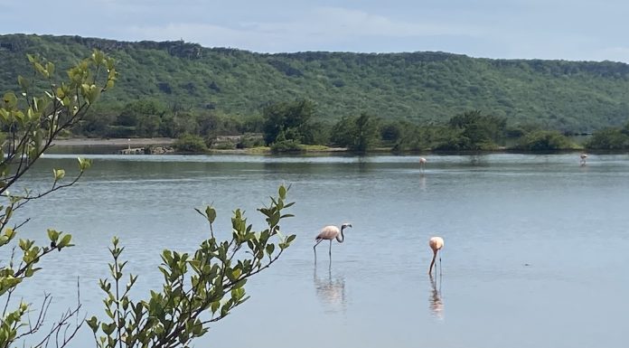 Flamingo’s op Curaçao: Waar vind je deze roze schoonheden?